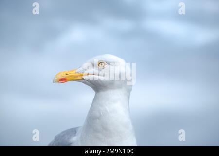 Möwen, Atlantischer Ozean, Berge und wunderschöner bewölkter Himmel, dies ist die Dingle-Halbinsel auf Irlands Wild Atlantic Way, südwestliche Atlantikküste Stockfoto