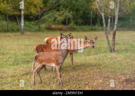 Junge Hirsche, die im Herbst auf einer Wiese grasen Stockfoto