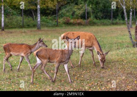 Junge Hirsche, die im Herbst auf einer Wiese grasen Stockfoto