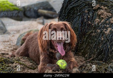 Bezaubernder und verspielter brauner Spaniel mit Tennisball, der auf dem Strand liegt Stockfoto