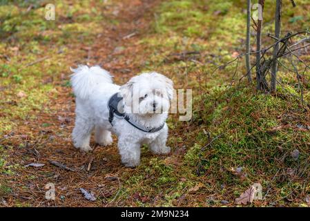 Weißer Bichon Frise Shih Tzu mit schwarzem Band auf dem Waldweg Stockfoto