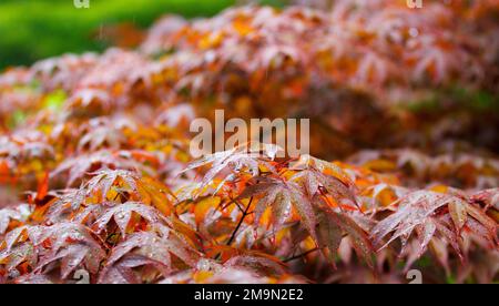 Japanischer roter Ahorn bei leichtem Regen und Morgenlicht Stockfoto