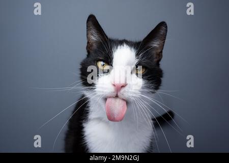 Die Katze ragt aus der Zunge heraus und macht ein lustiges Gesichtsporträt auf grauem Hintergrund mit Kopierbereich Stockfoto