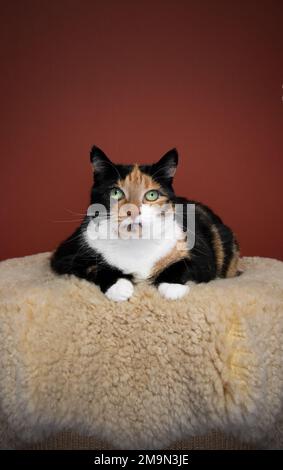 Die große Katze aus Calico liegt auf der Vorderseite, ruht auf einer bequemen Felldecke und schaut auf die Kamera auf rotem Hintergrund mit Kopierbereich Stockfoto
