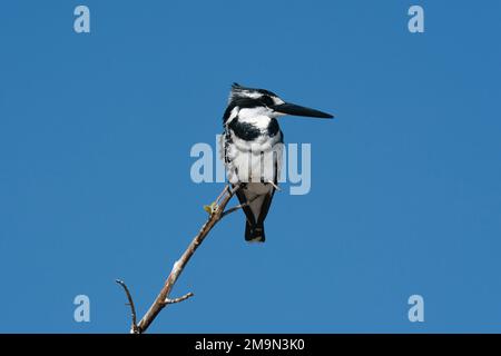 Pied Kingfisher (Ceryle rudis) auf einem Zweig, Chobe-Nationalpark, Botsuana. Stockfoto