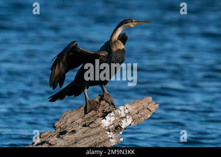 Afrikanische Schlangenhalsvogel (anhinga Rufa), Chobe National Park, Botswana. Stockfoto