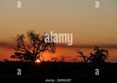 Sonnenuntergang über Savuti, Chobe-Nationalpark, Botsuana. Stockfoto