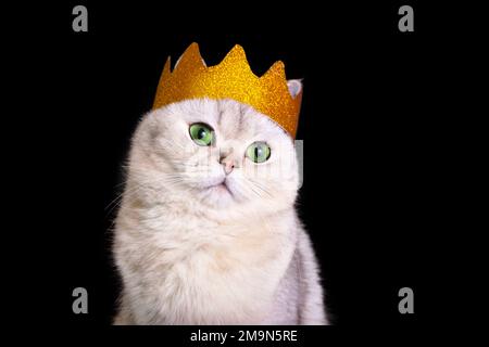 Nahaufnahme einer süßen weißen königlichen Katze in einer goldenen Krone auf schwarzem Hintergrund Stockfoto