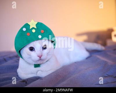 Mitzie Flamepoint Siamese in Weihnachtsbaumkostüm Stockfoto