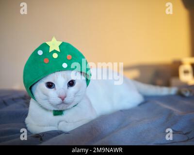 Mitzie Flamepoint Siamese in Weihnachtsbaumkostüm Stockfoto