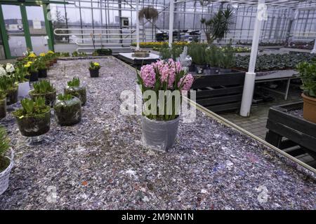 Viele schöne rosa Hyazinthen Blumen wachsen im Topf. Dekorative Topfpflanzen. Gewächshaus im Winter mit Frühlingsblumen. Stockfoto