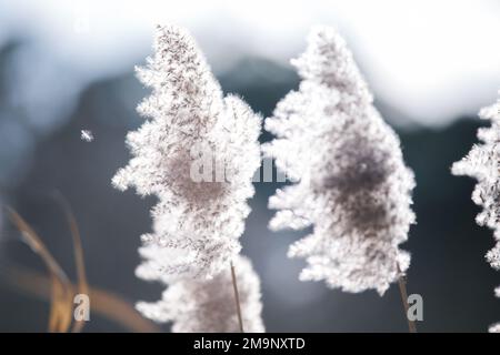 Abstrakter Naturhintergrund. Stiele aus trockenem, hohem Gras. Wildes Schilfgras Wiese. Stockfoto