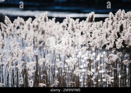 Abstrakter Naturhintergrund. Stiele aus trockenem, hohem Gras. Wildes Schilfgras Wiese. Stockfoto
