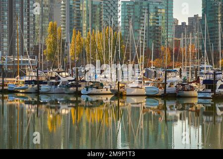 Vancouver, British Columbia, Kanada – 27. Oktober 2019. Coal Harbour Marina Herbstsonne. Ein ruhiger Coal Harbor gegenüber vom Stanley Park im Herbst. Va Stockfoto