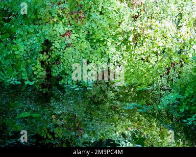 Adiantum capillus-veneris, Southern Maidenhair Fern, Common Maidenhair Fern, Maidenhair Fern, Venus Hair Fern im Wasser, North Florida, USA. Stockfoto