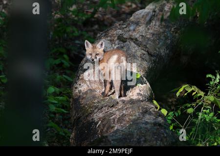 Junger amerikanischer Red Fox, der im Sonnenlicht auf einem Ast steht Stockfoto