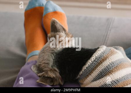 Süßer kleiner brauner, hübscher Schoßhund Yorkshire Terrier in gestreiftem Pullover schläft süß auf den Beinen, Schoß der Geliebten auf dem Sofa. Ein Welpe mit einem Menschen im Cozy Stockfoto