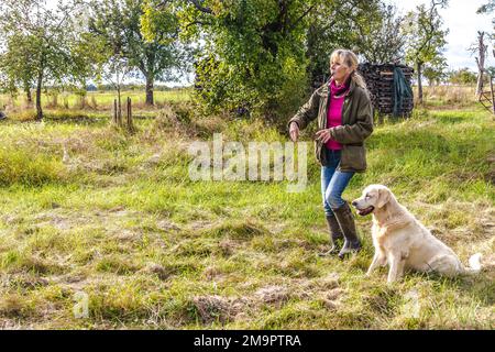 Hundetrainer trainiert einen goldenen Retriever mit Hundepfeife auf einer Wiese im Herbst. Stockfoto