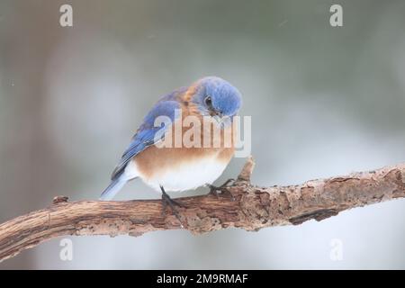 Männlicher östlicher Blauer Vogel Sialia sialis, der an einem verschneiten Tag im Winter sitzt Stockfoto