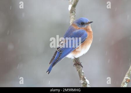 Männlicher östlicher Blauer Vogel Sialia sialis, der an einem verschneiten Tag im Winter sitzt Stockfoto