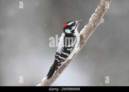 Männlicher, verschneiter Specht Picoides Pubescens an einem verschneiten Wintertag Stockfoto