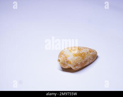 Conus spurius, gebräuchliche Bezeichnung, der Alphabet Cone, ist eine Art von Seeschnecke, ein Meeresschneckenmuschel der Familie Conidae, Stockfoto
