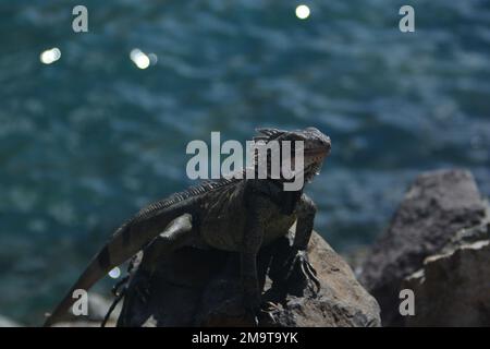 Leguan sonnte sich auf einem Felsen Stockfoto