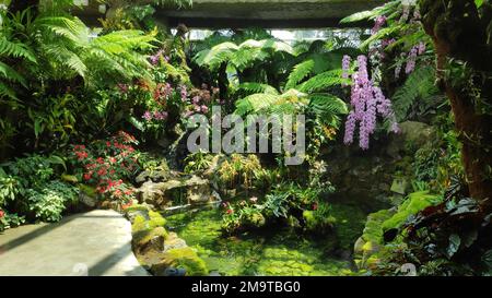 Landschaftlich schöne Orchideen vom National Orchid Garden in Singapur Stockfoto