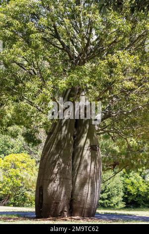 Queensland Bottle Tree wächst im Park Stockfoto