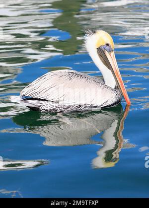 Pelikaner schwimmen im Golf von Mexiko, einschließlich seiner Reflexion über das Wasser in Key West, Florida Stockfoto