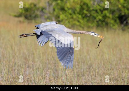 Der große blaue Reiher fliegt über den Sumpf, Everglades-Nationalpark, Florida Stockfoto