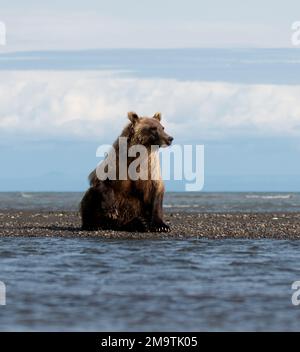 Der Braunbär an der Küste Alaskas wartet geduldig auf die Flut und den Lachs auf dem Silver Salmon River in Alaska. Stockfoto