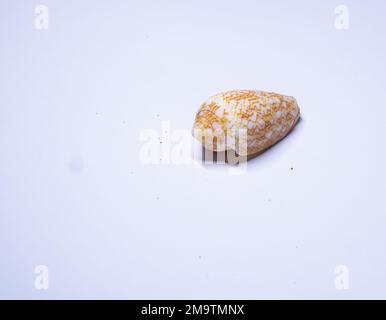 Conus spurius, gebräuchliche Bezeichnung der alphabetische Zapfen, ist eine Art von Seeschnecke, ein Meeresschneckenmuschel der Familie Conidae; Stockfoto