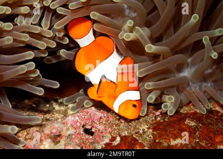 Clown Anemonfisch Amphiprion ocellaris pflegt Eier am Fuß des Gastgebers Anemone, Heteractis Magnifica. Die Augen der Entwicklenden Stockfoto