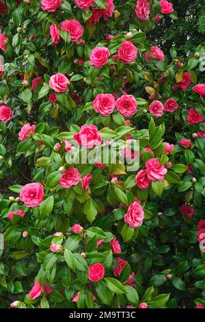 Rosa Blumen eines Kamelienbusches (Camellia japonica) - blühend im Frühling. Stockfoto