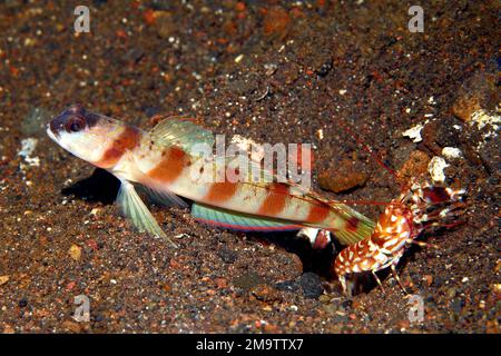 Steinitz Shrimpgoby, Amblyeleotris steinitzi, lebt in einer symbiotischen Beziehung mit einer Commensus Alpheid Shrimp, Alpheus bellulus. Tulamben, Bali, Stockfoto