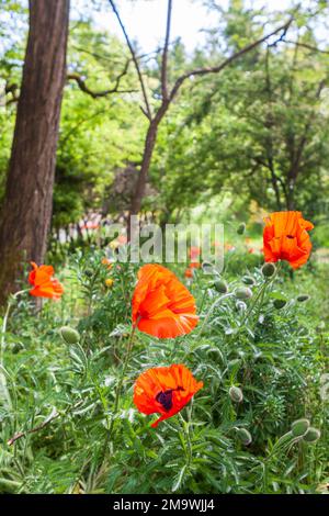 Große, kräftige orangefarbene Mohnblumen (Papaver orientale) in voller Blüte sorgen für dramatische Farben und Interesse in einem üppigen Waldgarten. Stockfoto