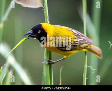 Ein kleiner maskierter Weaver (Ploceus intermedius) auf Schilf. Kruger-Nationalpark, Südafrika. Stockfoto