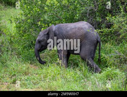 Ein afrikanischer Baby-Elefant (Loxodonta africana), der im Busch läuft. Kruger-Nationalpark, Südafrika. Stockfoto