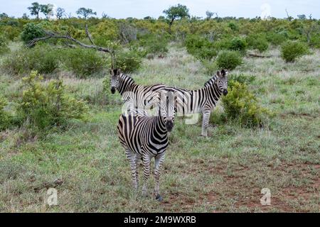 Three Plains Zebras (Equus quagga) auf der Savanne. Kruger-Nationalpark, Südafrika. Stockfoto