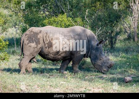 Ein Weißes Nashorn (Ceratotherium simum) wird zur Verhinderung des Eintauchens in die Tasche gehorcht. Kruger-Nationalpark, Südafrika. Stockfoto