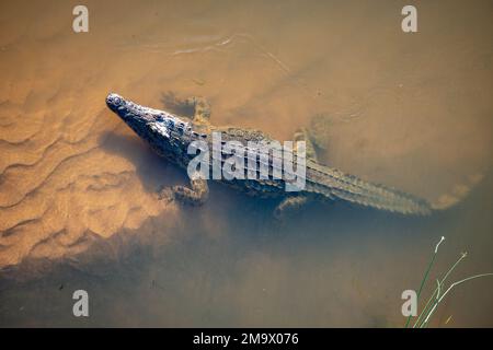 Ein erwachsenes Nilkrokodil (Crocodylus niloticus) im Fluss Crocodile. Kruger-Nationalpark, Südafrika. Stockfoto