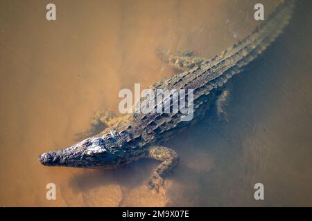 Ein erwachsenes Nilkrokodil (Crocodylus niloticus) im Fluss Crocodile. Kruger-Nationalpark, Südafrika. Stockfoto