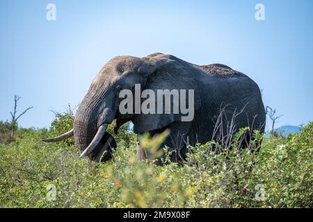 Ein afrikanischer Elefant (Loxodonta africana), der sich in einer offenen Savanne wundern. Kruger-Nationalpark, Südafrika. Stockfoto
