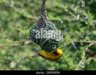 Ein südlicher maskierter Weaver-Vogel (Ploceus velatus), der ein kompliziertes Nest baut. Kruger-Nationalpark, Südafrika. Stockfoto