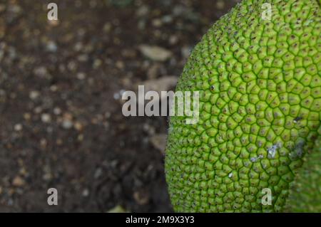 Nahaufnahme von grüner Jackfrucht, die am Baum hängt. Junge, frische und grüne Früchte. Stockfoto