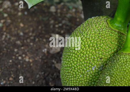 Nahaufnahme von grüner Jackfrucht, die am Baum hängt. Junge, frische und grüne Früchte. Stockfoto