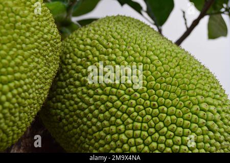 Nahaufnahme von grüner Jackfrucht, die am Baum hängt. Junge, frische und grüne Früchte. Stockfoto