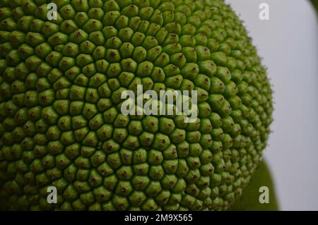 Nahaufnahme von grüner Jackfrucht, die am Baum hängt. Junge, frische und grüne Früchte. Stockfoto