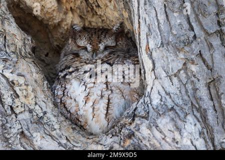 Ostkreischeule - Megascops asio Stockfoto
